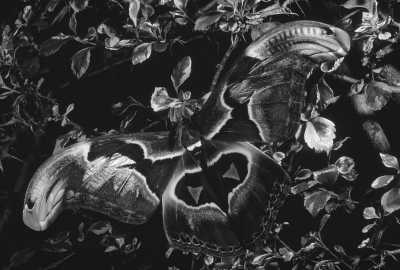 India - Mystic Woods by The Butterfly Conservatory Of Goa - Goa Getaway: Sun, Sand, and Serenity in India🌻🍀🪷