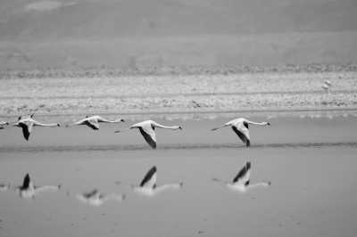 South America - San Pedro de Atacama - CHILE-BOLIVIA-PERU' EXPEDITION: Machu Picchu, Salar de Uyuni, Rainbow Mountains and much more.. - 1