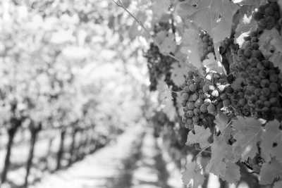 Italien - Val d'Orcia Scenic Spot - Walk in the wheat fields as in "Gladiator" movie! Roadtrip in Florence & Val d'Orcia, Italy with wine tasting - 5
