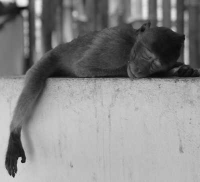 Cambodia - Kirirom National Park - Natural Cambodia - 🐾 a trip that no one has ever taken ⚡ (Angkor temples, capital, jungles and relax at the Island are included!) - 2