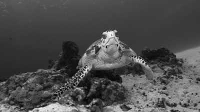 Mexiko - Playa del Carmen - Yucatán & Playa del Carmen: Mayan Ruins, Ocean Adventures and New friendships on Mexico's Caribbean Coast 🇲🇽 🏖🌊🌮  (Mexico Trip Part 3) - 4