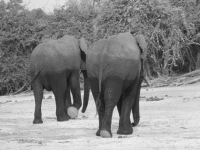 Botswana - Chobe National Park - Affordable Botswana Safari Trip
