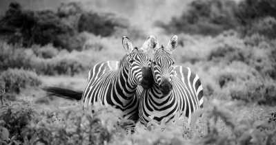Tanzania - Serengeti National Park - Best of Tanzanian Safari 🦒 - 2