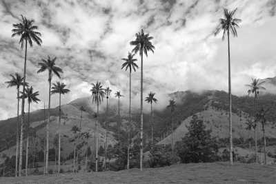 Colombia - Valle de Cocora - Discovering Columbia: A Local Travel Adventure! - 1