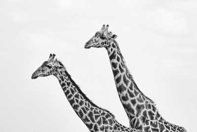 Eastern Africa - Giraffe Centre Nature Trail - The Best Of Kenya Safari and Zanzibar Trip