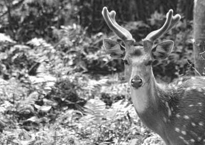 Nepal - Chitwan National Park - Jungle Trip in Nepal - Jungle Safari, Elephants, Rhinos, and More | Wildlife Trip - 2