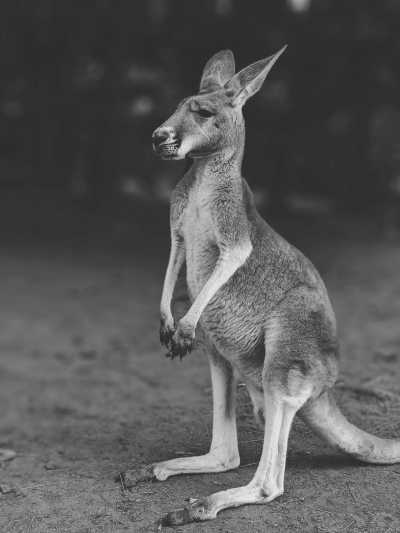 Australia - Oakvale Wildlife Park - 🐋 Winter Waves & Creative Days: A Co-Working Escape to Newcastle, Australia 🇦🇺 (PRIVATE ROOM) - 2