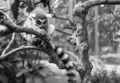 Indonesia - Monkey Forest - Bali with Ashley Sellers - 4