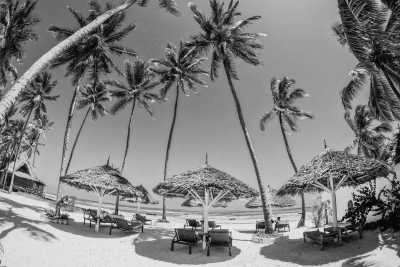 Tanzania - Jozani Forest - Your Invitation to Paradise: Zanzibar Wanderlust guide and photographer included 🌟 - 2