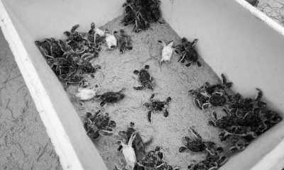 Thailand - Khao Lampi–Hat Thai Mueang National Park - Turtles and Marine Conservation Volunteering Trip with the National Park in Thailand. - 3