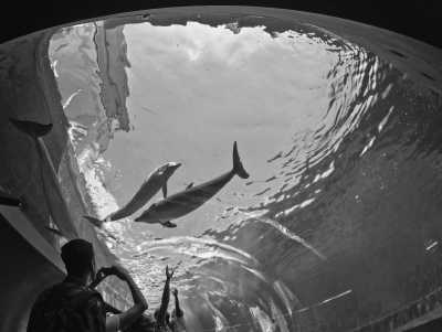 Italy - Aquarium of Genoa - Work remotely in the colorful Genoa 🏡 🌈 and discover the land of Luca - 5 Terre! 🏞️🇮🇹