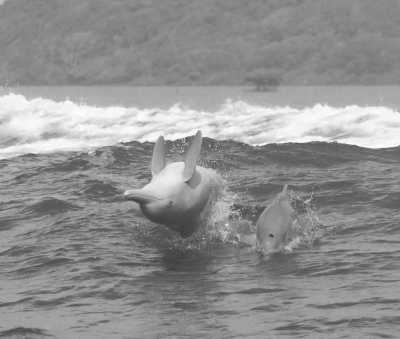 Kenia - Watamu Marine National Park & Reserve - Road Trip and Holiday Escapade In Kenya (Mombasa and Watamu) for 10 days - 2