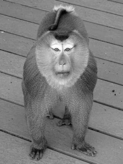 Thailand - Khao Yai National Park - Enchanting Exploration: Haew Suwat Waterfall, Stunning Temples, and Khao Yai National Park in Thailand - 4