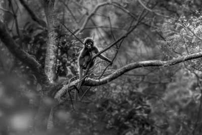 Thailand - Khao Sok National Park - Nature to Beaches 10 Day Southern Thailand - 3