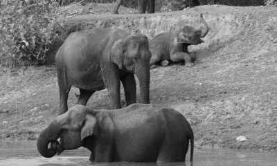 Indien - Nagarahole Tiger Reserve Forest - Wildlife & Heritage Special Trip : Karnataka, India - 2