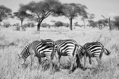 Tanzania - Tarangire National Park - Travel Like a Local through out Tanzania - 3