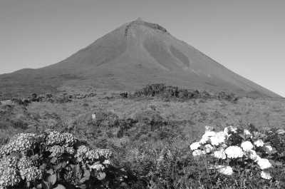 Portugal - Pico Island - Azores - meet biggest whales & wild dolphins in their natural habitat  🐋 - 4