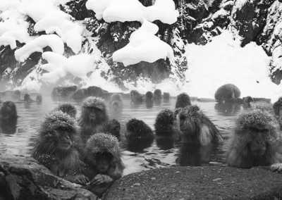 Japan - Jigokudani Yaen-Koen - 🇯🇵Japan Trip To The Future :Food, Culture, Snow & Wildlife - 1