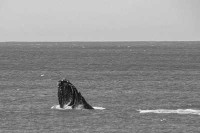 Brazil - Imbituba - Unforgettable Trip to Brazil: Trekking, Surfing, Yoga, Whale Watching, and More - 4