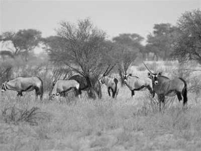Subsahara-Afrika - Ghanzi - Expedition Kapstadt - Namibia - Victoria Falls - 2