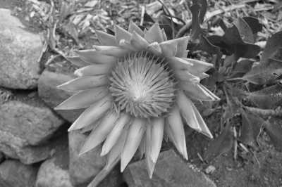 South Africa - Cradock - Südafrika: das Kap, der Wein, die große und kleine Karoo, Gardenroute, garantierte Durchführung