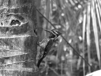 India - Kankavli - Unexplored Coastline Of India Sindhududurg - Scenic Landscapes, Local Food and Culture