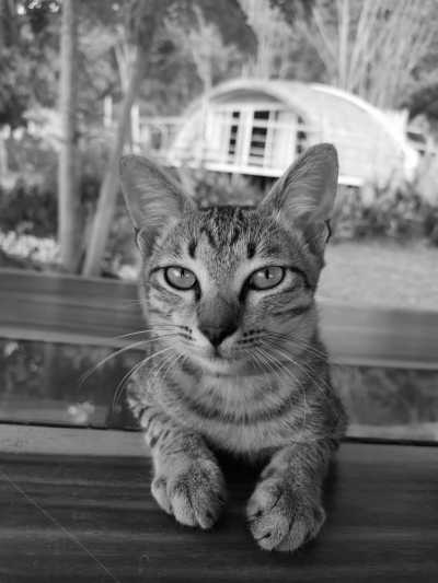 Thailand - Jaiyen Eco Resort - Soulful Women's Co-Working Retreat in Magical Eco Resort in Thailand - 10