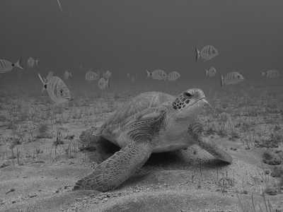 Spain - Tenerife - Discover Tenerife's Hidden Gems on a Guided Trip Off the Beaten Track - 4