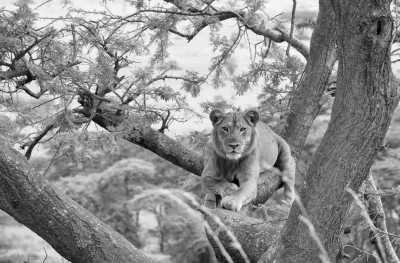 Uganda - Queen Elizabeth national Park Uganda - Gorilla And Wildlife Safari Trip In Uganda - 5