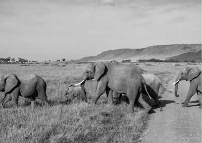 Kenia - Masai Mara National Reserve - Kenya Safari Adventure: Maasai Mara, Lake Nakuru, and Amboseli Expedition for an Unforgettable Safari Experience