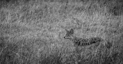 Tanzania - Ngorongoro Crater - Mount Kilimanjaro and Safari. - 2