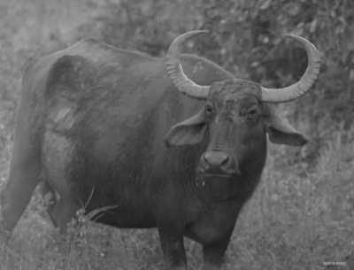 Sri Lanka - Tissamaharama - Tropical Roundtrips: Discovering Sri Lanka's Wonders - 5