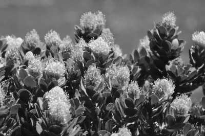 Südafrika - Montagu - Studienreise Südafrika: rechts und links der Touristenpfade - Johannesburg trifft das Kap - 2