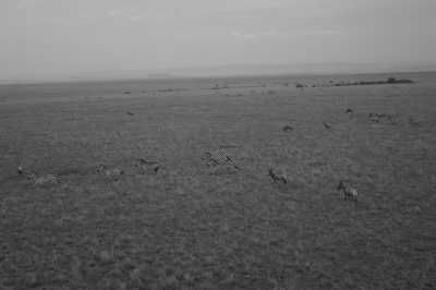 Kenia - Maasai Mara National Reserve - Kenyan Wonders Safari: All inclusive Maasai Mara, Lake Nakuru, Amboseli and Nairobi Adventure - 6