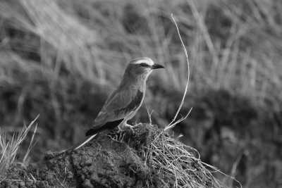 Tansania - Mto Wa Mbu - Serengeti Migration Safari in Tanzania Africa - 3
