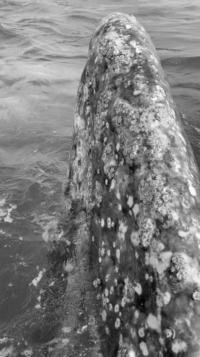 Mexico - Guerrero Negro - 5-day Gray Whale Adventure in Baja, Mexico! - 3