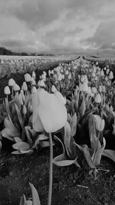 Australia - Table Cape Tulip Farm - Tasmania Express: 4-Day Getaway on Wheels! - 3