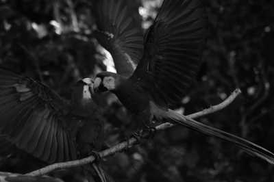 Costa Rica - San José - Costa Rica Essentials🌴: San José-Monteverde-La Fortuna-Manuel Antonio. Hanging Bridges🌳 Thermal Waters🌋& Wildlife🐒