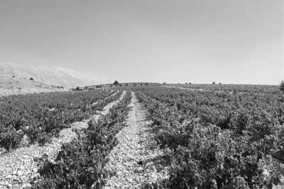 Libanon - Deria - Discover Lebanon's Coastline from Beirut to Batroun - 29