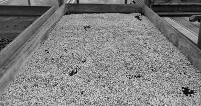 Costa Rica - Atenas - Explore Costa Rica and the true meaning of "Pura Vida" with a local! - 7