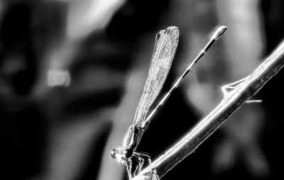 Kolumbien - Finca Summerland - Discover the Colombian Heart: Language, Food, Culture and Fun - 7