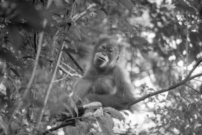 Indonesia - Bukit Lawang - Discover the Wonders of Sumatra: Witness Orangutans, Explore Pristine Beaches, and Conquer Volcanic Hikes! - 3