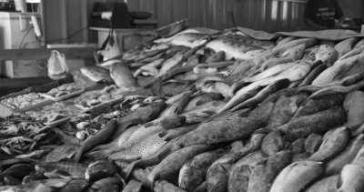 Ägypten - Hurghada Fish Market - حلقه السمك اسماك الغردقه - New Year in Egypt with a Local at the beach in Hurghada 🏖 𓅓𓏲𓅓𓅓𓏭𓋴,   𓉔𓏲𓂋𓎼𓉔𓄿𓂧𓄿 🇪🇬. - 2