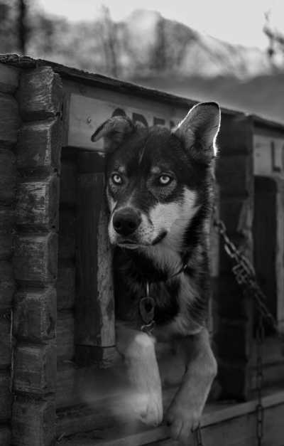 Sweden - Bograngen - Swedish Summer Adventure with my huskies 🐾🇸🇪 | Hikes, Lakes & Waterfalls in Wild Värmland - 2