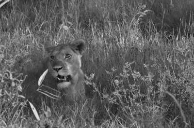 Kenya - Tsavo East National Park - Discovering the nature and customs of Kenya, East Africa - 2