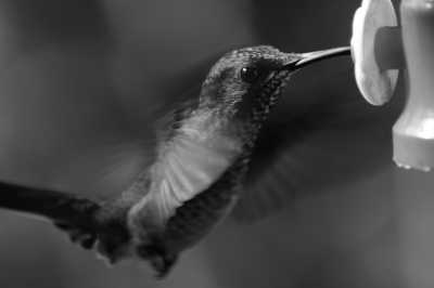 Costa Rica - San José - Costa Rica Essentials🌴: San José-Monteverde-La Fortuna-Manuel Antonio. Hanging Bridges🌳 Thermal Waters🌋& Wildlife🐒 - 2