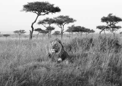 Kenya - Masai Mara National Reserve - Traveling to Maasai Mara, Kenya on a Budget - 2