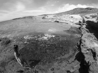 Spain - Costa Adeje - Combine Work with Traveling 🌴 16 days Co-working from Digital Nomads paradise Tenerife 🌋 With weekend adventures and cozy barbecue evenings 🍸 - 5