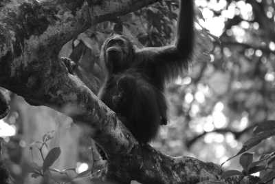 Malaysia - Sepilok - Discover Sabah Borneo: Immerse in Culture, Wildlife, and Nature in Malaysia - 1