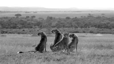 Kenia - Maasai Mara National Reserve - Maasai Mara Safari: Explore Wildlife and Maasai Culture with a Local! - 2